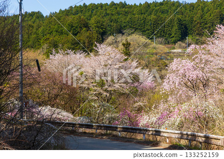 群馬縣綠市的春天:佐屋大畑桃花大道 群馬縣綠市的春天:佐屋大畑桃花大道 133252159