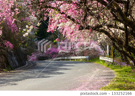 Spring in Midori City, Gunma Prefecture: Sayado-Ohata Peach Blossom Highway 133252166