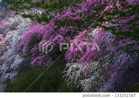 Spring in Midori City, Gunma Prefecture: Sayado-Ohata Peach Blossom Highway 133252167