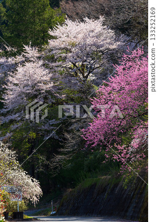 Spring in Midori City, Gunma Prefecture: Sayado-Ohata Peach Blossom Highway Spring in Midori City, Gunma Prefecture: Sayado-Ohata Peach Blossom Highway 133252169