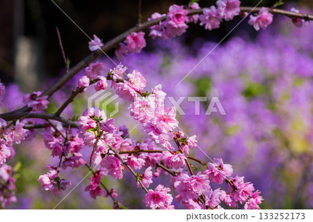 群馬縣綠市的春天：佐屋大畑桃花大道 133252173