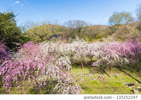 Spring in Midori City, Gunma Prefecture: Sayado-Ohata Peach Blossom Highway Spring in Midori City, Gunma Prefecture: Sayado-Ohata Peach Blossom Highway 133252247