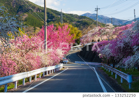 群馬縣綠市的春天：佐屋大畑桃花大道 133252250