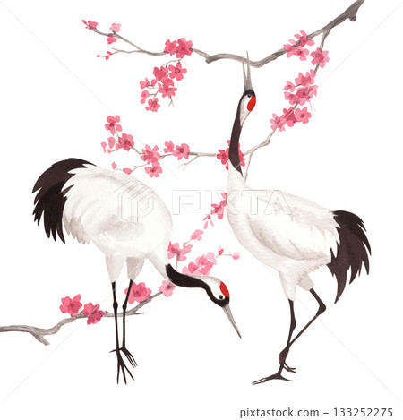 Two japanese red crown cranes with the branches of the sakura on background. Watercolor handmade illustration. For fabric, wallpaper, greeting cards, design, decoration and illustration. Two japanese red crown cranes with the branches of the sakura on background. Watercolor handmade illustration. For fabric, wallpaper, greeting cards, design, decoration and illustration. 133252275