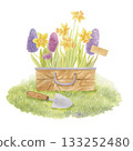 Spring garden box with hyacinths and daffodils staying on the grass. Watercolor isolated composition. 133252480