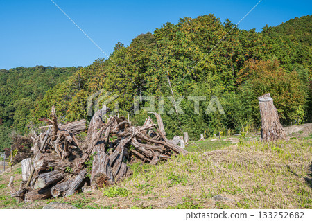 滋賀縣近江八幡市安土城遺址旁的森林已被砍伐殆盡 133252682