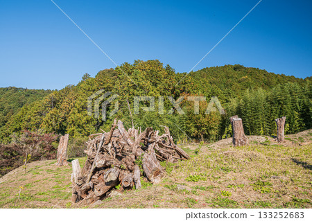 滋賀縣近江八幡市安土城遺址旁的森林已被砍伐殆盡 滋賀縣近江八幡市安土城遺址旁的森林已被砍伐殆盡 133252683