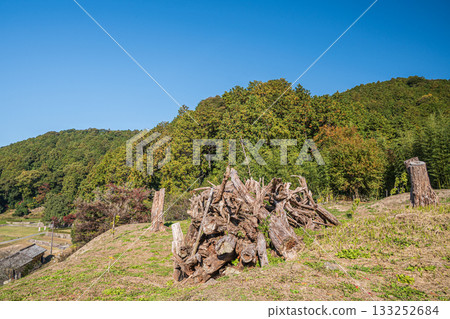 The deforested forest next to the ruins of Azuchi Castle, Omihachiman City, Shiga Prefecture The deforested forest next to the ruins of Azuchi Castle, Omihachiman City, Shiga Prefecture 133252684