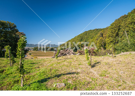 The deforested forest next to the ruins of Azuchi Castle, Omihachiman City, Shiga Prefecture The deforested forest next to the ruins of Azuchi Castle, Omihachiman City, Shiga Prefecture 133252687