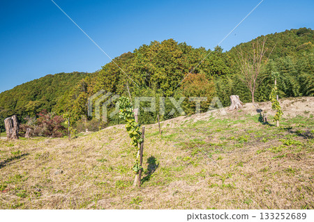 The deforested forest next to the ruins of Azuchi Castle, Omihachiman City, Shiga Prefecture 133252689
