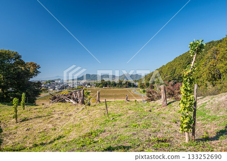 The deforested forest next to the ruins of Azuchi Castle, Omihachiman City, Shiga Prefecture 133252690