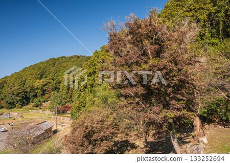 滋賀縣近江八幡市安土城遺址旁的森林已被砍伐殆盡 滋賀縣近江八幡市安土城遺址旁的森林已被砍伐殆盡 133252694