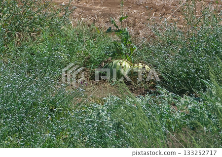 Fresh watermelons ripening on the ground at a farm field in Cyprus under the summer sun. 133252717