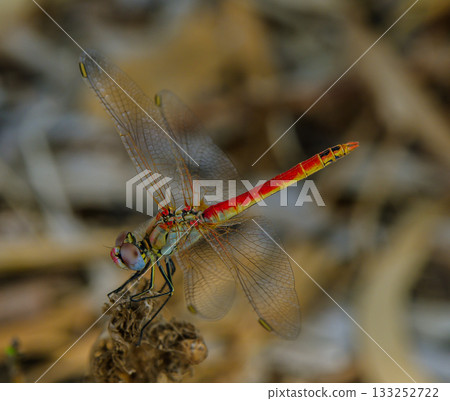 Macro of Dragonfly Perched on Branch in Cyprus 133252722