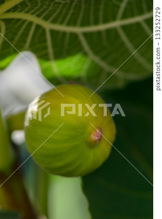 Green Fig on Sunlit Branch in Cyprus 133252729