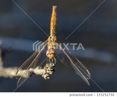 Dragonfly on branch in soft pastel Cyprus sunset Dragonfly on branch in soft pastel Cyprus sunset 133252730