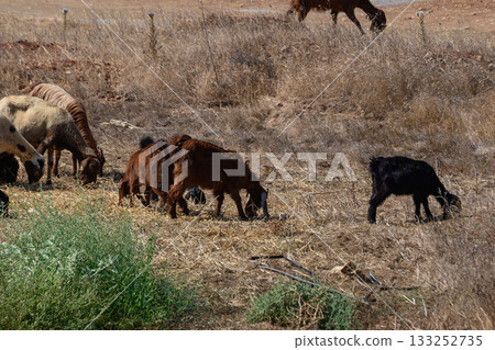 Black Cyprus Goats and Sheep Grazing in a Village Field Black Cyprus Goats and Sheep Grazing in a Village Field 133252735