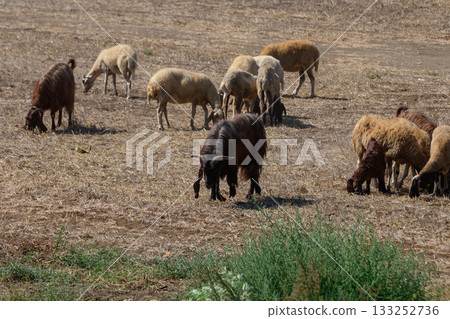 Group of black goats and sheep grazing freely in the sunlit fields of a traditional Cyprus village. 133252736