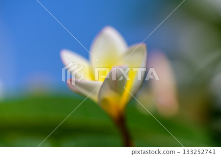 White Bougainvillea Flowers Macro in Sunlight 133252741