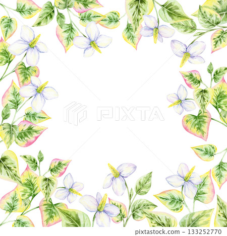 Botanical border of white flowers and variegated heart-shaped leaves in green and pink, watercolor illustration, hand drawn. Great for wedding stationery, greeting cards, or poster designs Botanical border of white flowers and variegated heart-shaped leaves in green and pink, watercolor illustration, hand drawn. Great for wedding stationery, greeting cards, or poster designs 133252770