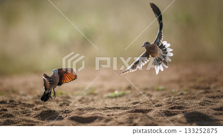 Namaqua Dove in Greater Kruger National park, South Africa Namaqua Dove in Greater Kruger National park, South Africa 133252875