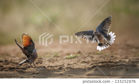 Namaqua Dove in Greater Kruger National park, South Africa 133252876
