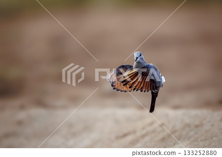 Namaqua Dove in Greater Kruger National park, South Africa 133252880