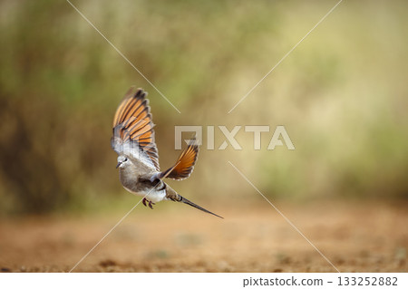 Namaqua Dove in Greater Kruger National park, South Africa 133252882