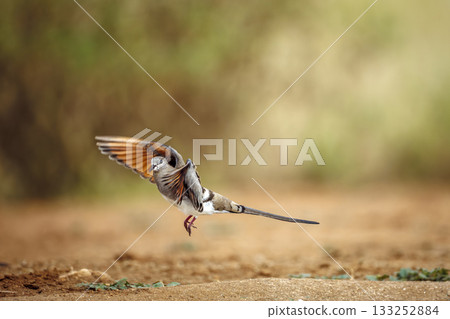 Namaqua Dove in Greater Kruger National park, South Africa Namaqua Dove in Greater Kruger National park, South Africa 133252884
