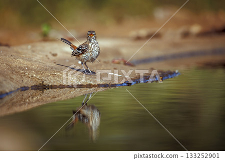 Red backed Scrub Robin  in Greater Kruger National park, South Africa 133252901