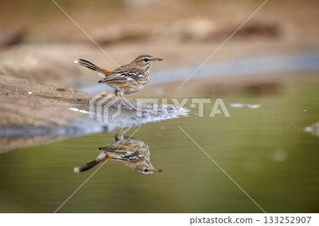 Red backed Scrub Robin  in Greater Kruger National park, South Africa 133252907
