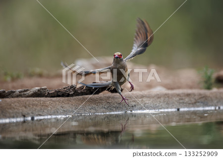 Red faced Mousebird  in Greater Kruger National park, South Africa 133252909