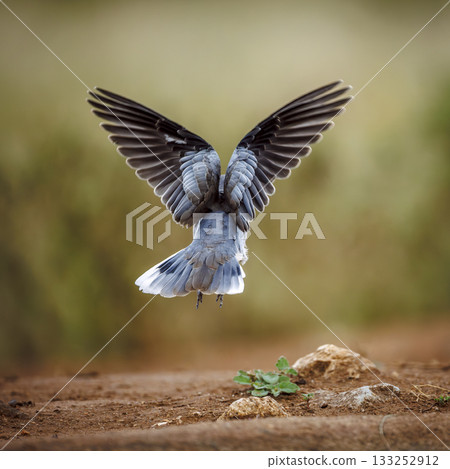 Ring-necked Dove in Greater Kruger National park, South Africa 133252912