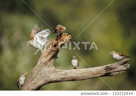 Southern Grey headed Sparrow in Greater Kruger National park, South Africa Southern Grey headed Sparrow in Greater Kruger National park, South Africa 133252914