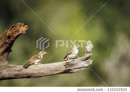 Southern Grey headed Sparrow in Greater Kruger National park, South Africa Southern Grey headed Sparrow in Greater Kruger National park, South Africa 133252920