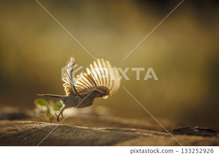 Southern Grey headed Sparrow in Greater Kruger National park, South Africa Southern Grey headed Sparrow in Greater Kruger National park, South Africa 133252926