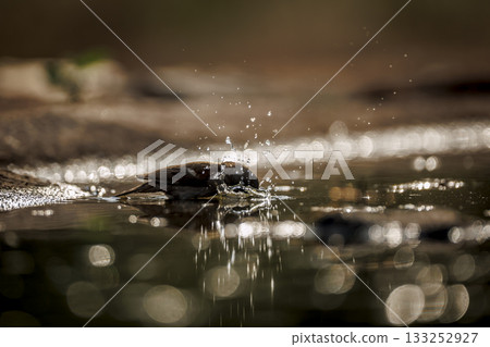 Southern Grey headed Sparrow in Greater Kruger National park, South Africa Southern Grey headed Sparrow in Greater Kruger National park, South Africa 133252927