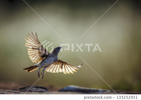 Southern Grey headed Sparrow in Greater Kruger National park, South Africa Southern Grey headed Sparrow in Greater Kruger National park, South Africa 133252931