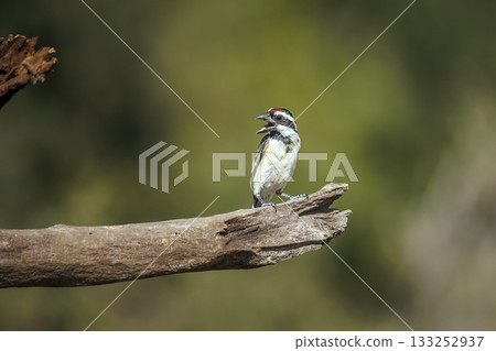 Acacia Pied Barbet in Greater Kruger National park, South Africa Acacia Pied Barbet in Greater Kruger National park, South Africa 133252937