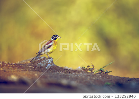 African Golden breasted Bunting in Greater Kruger National park, South Africa 133252940