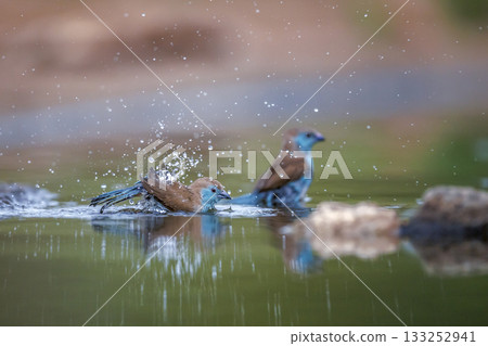 Blue breasted Cordonbleu in Greater Kruger National park, South Africa 133252941
