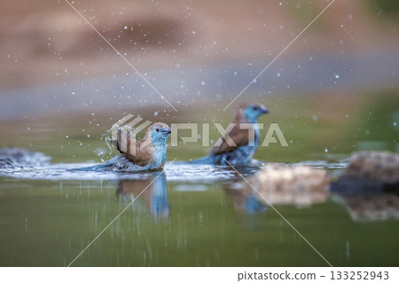 Blue breasted Cordonbleu in Greater Kruger National park, South Africa Blue breasted Cordonbleu in Greater Kruger National park, South Africa 133252943