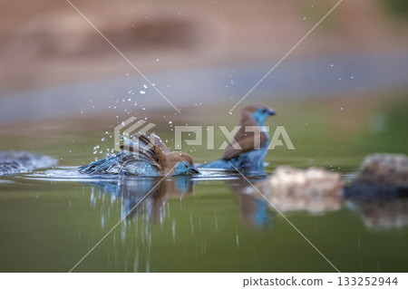Blue breasted Cordonbleu in Greater Kruger National park, South Africa 133252944