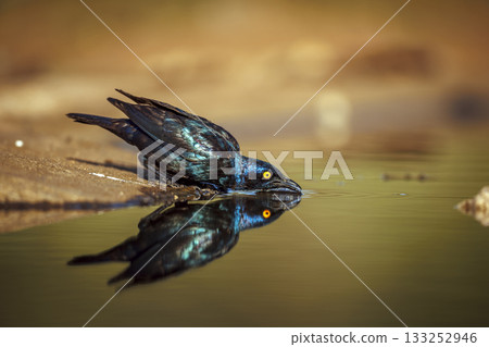 Cape Glossy Starling in Greater Kruger National park, South Africa Cape Glossy Starling in Greater Kruger National park, South Africa 133252946