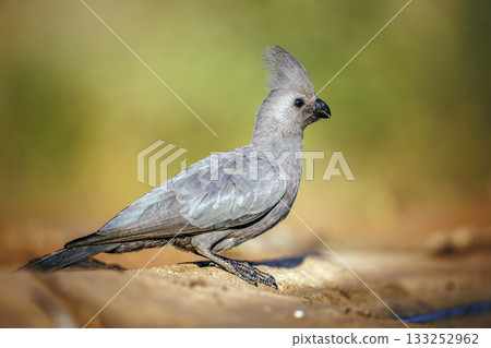 Grey go away bird in Greater Kruger National park, South Africa 133252962