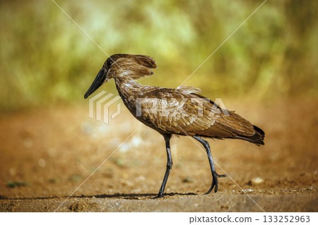Hamerkop in Greater Kruger National park, South Africa Hamerkop in Greater Kruger National park, South Africa 133252963