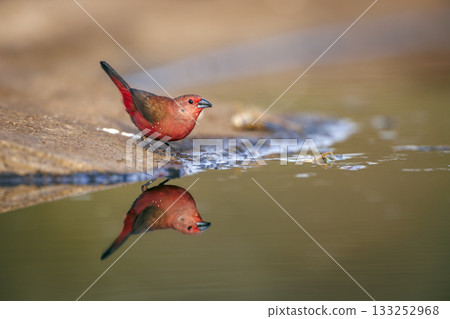 Jameson Firefinch in Greater Kruger National park, South Africa Jameson Firefinch in Greater Kruger National park, South Africa 133252968