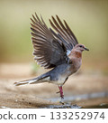 Laughing Dove in Greater Kruger National park, South Africa 133252974