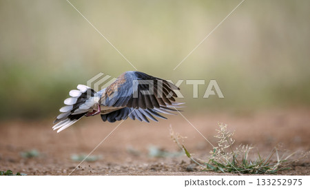 Laughing Dove in Greater Kruger National park, South Africa 133252975