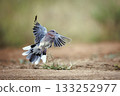 Laughing Dove in Greater Kruger National park, South Africa 133252977